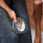 Arrivano i corsi di formazione per Maniscalchi in collaborazione con ENGEA